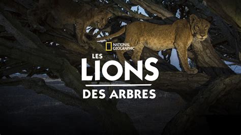 Regarder Les lions des arbres .